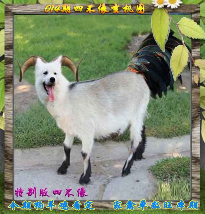 四不像四不像