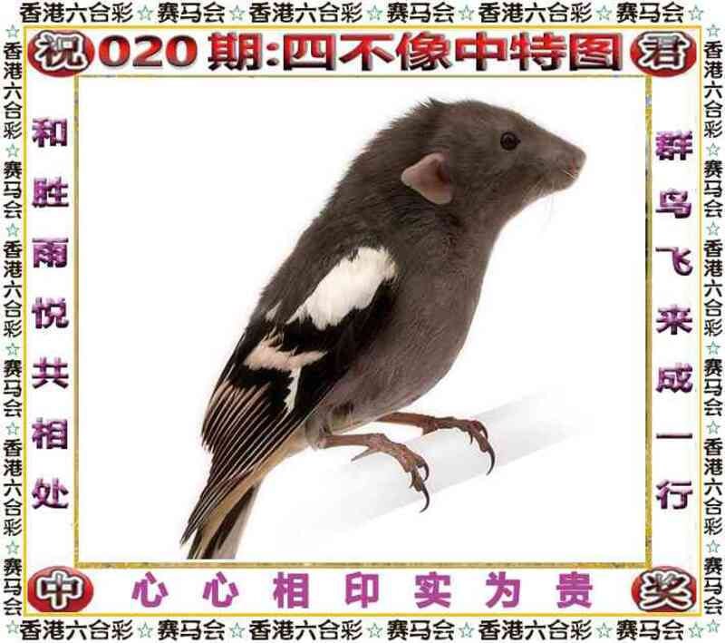 四不像四不像